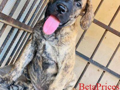 Two male boerboel dogs for sale