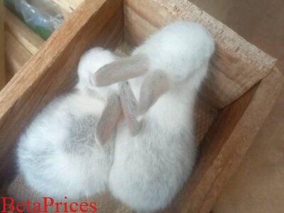 Chinchilla and Dutch cross breeds