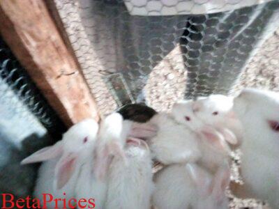 New Zealand white, chinchilla and California Kittens