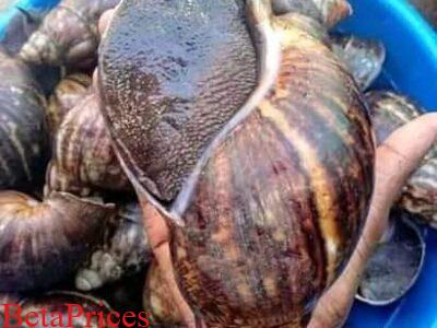 Jumbo snails available for sale