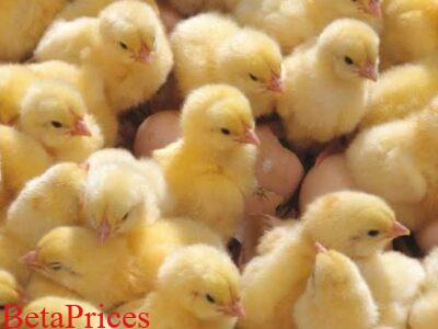 Day old broilers for sale